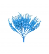 Toptan Mavi Başak Çiçek 100 Adet